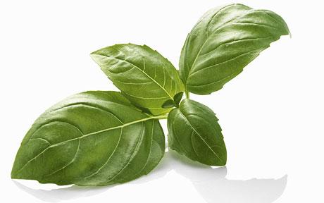 feuilles de basilic