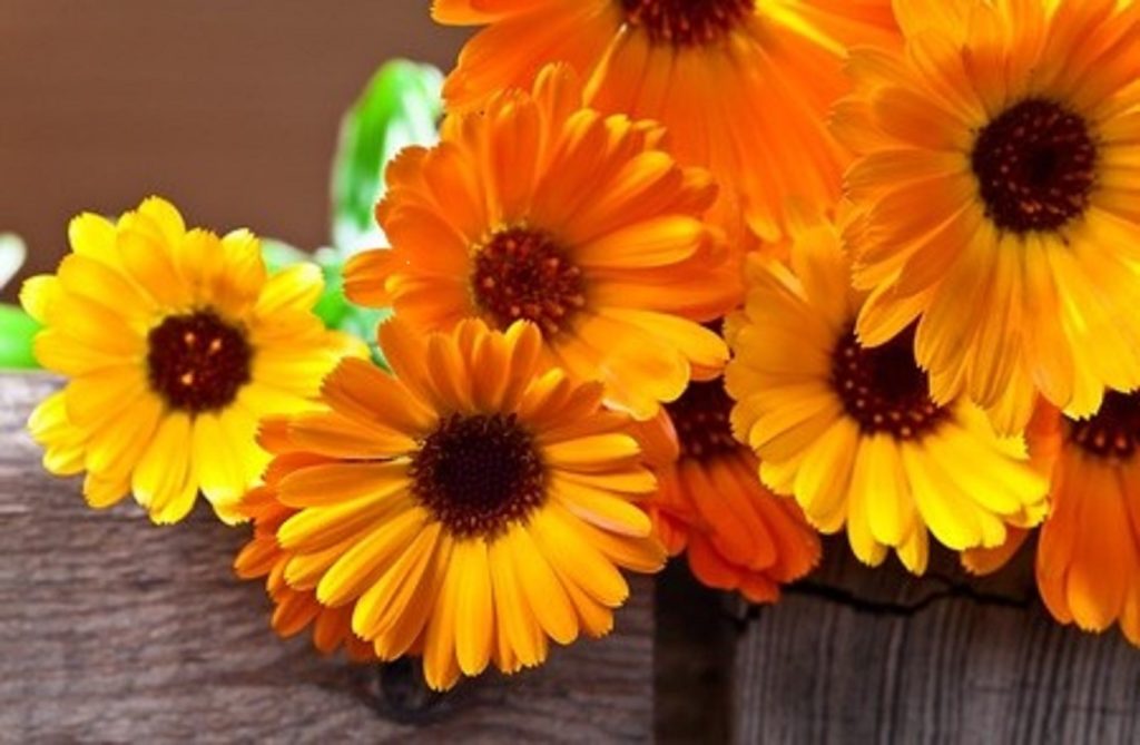 fleurs de souci en bouquet