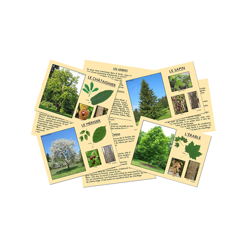 J'apprends à reconnaitre les arbres
