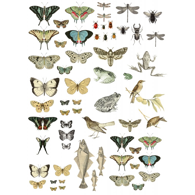 transfert-entomologie-vintage-papillons-decor-meuble-iod-min