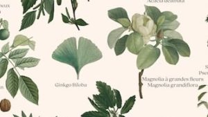 Les Arbres