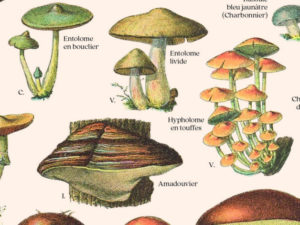 Les Champignons