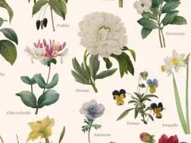 Les Fleurs