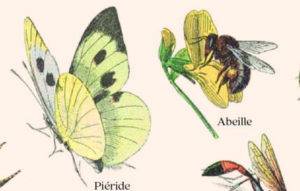 Les Insectes