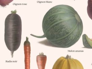Les Légumes du Potager