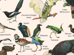 Les Oiseaux
