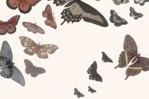 Les Papillons