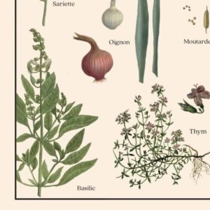 Les Plantes aromatiques