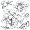 tampon-decoratif-pivoines-double-peonies-iod-min