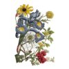 transfert-decoratif-fleurs-anciennes-henry-fletcher-iod-min