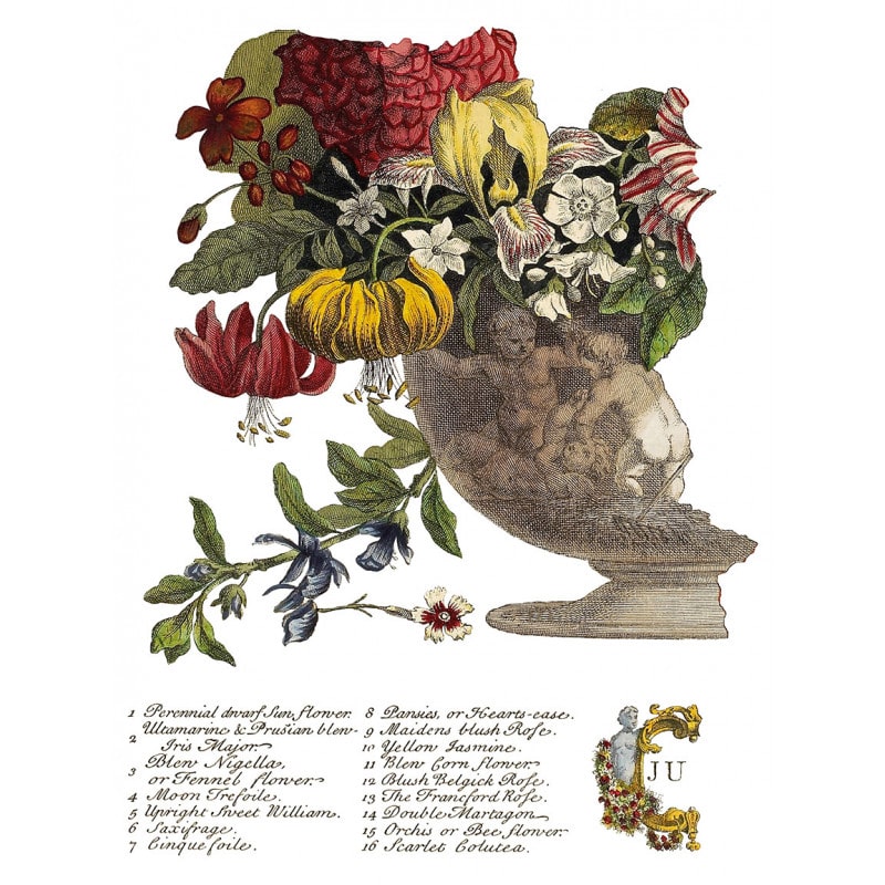 transfert-decoratif-vintage-botanique-henry-fletcher-iod-min