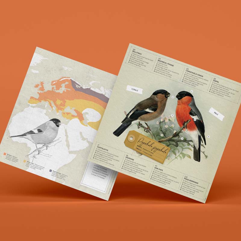 kit bouvreuil en papier plie